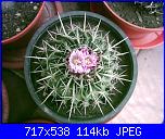 members/orange-juice/albums/le-mie-piante/76474-stenocactus-guerrianus.jpg