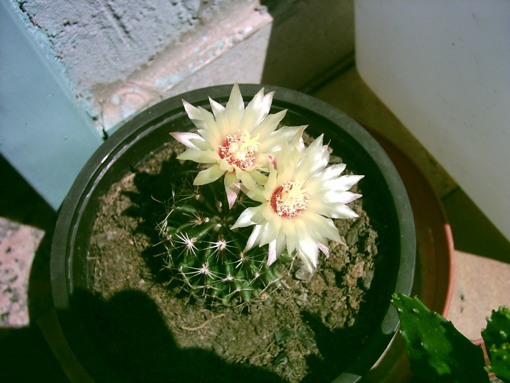 Thelocactus setispinus