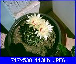 members/orange-juice/albums/le-mie-piante/76475-thelocactus-setispinus.JPG