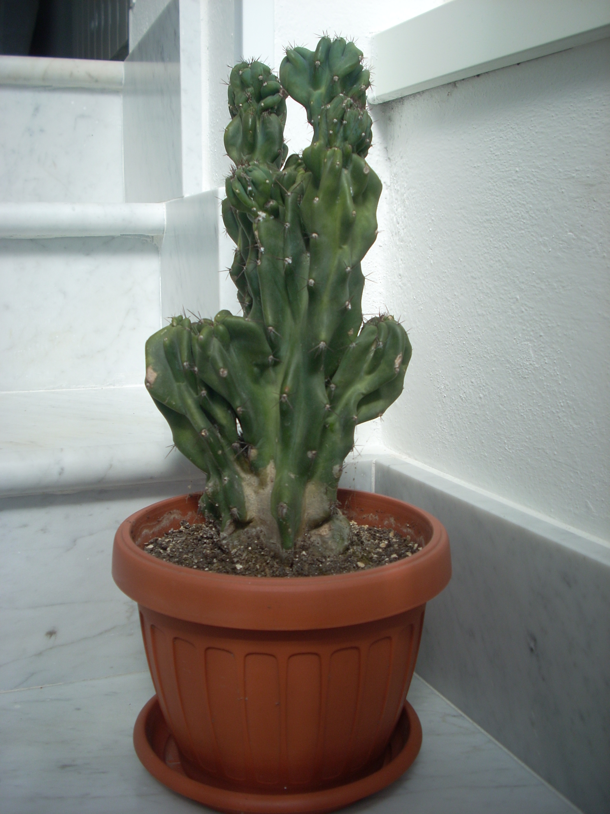 cereus peruvianus