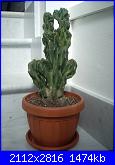 members/roby77/albums/le-mie-grasse/251880-cereus-peruvianus.jpg