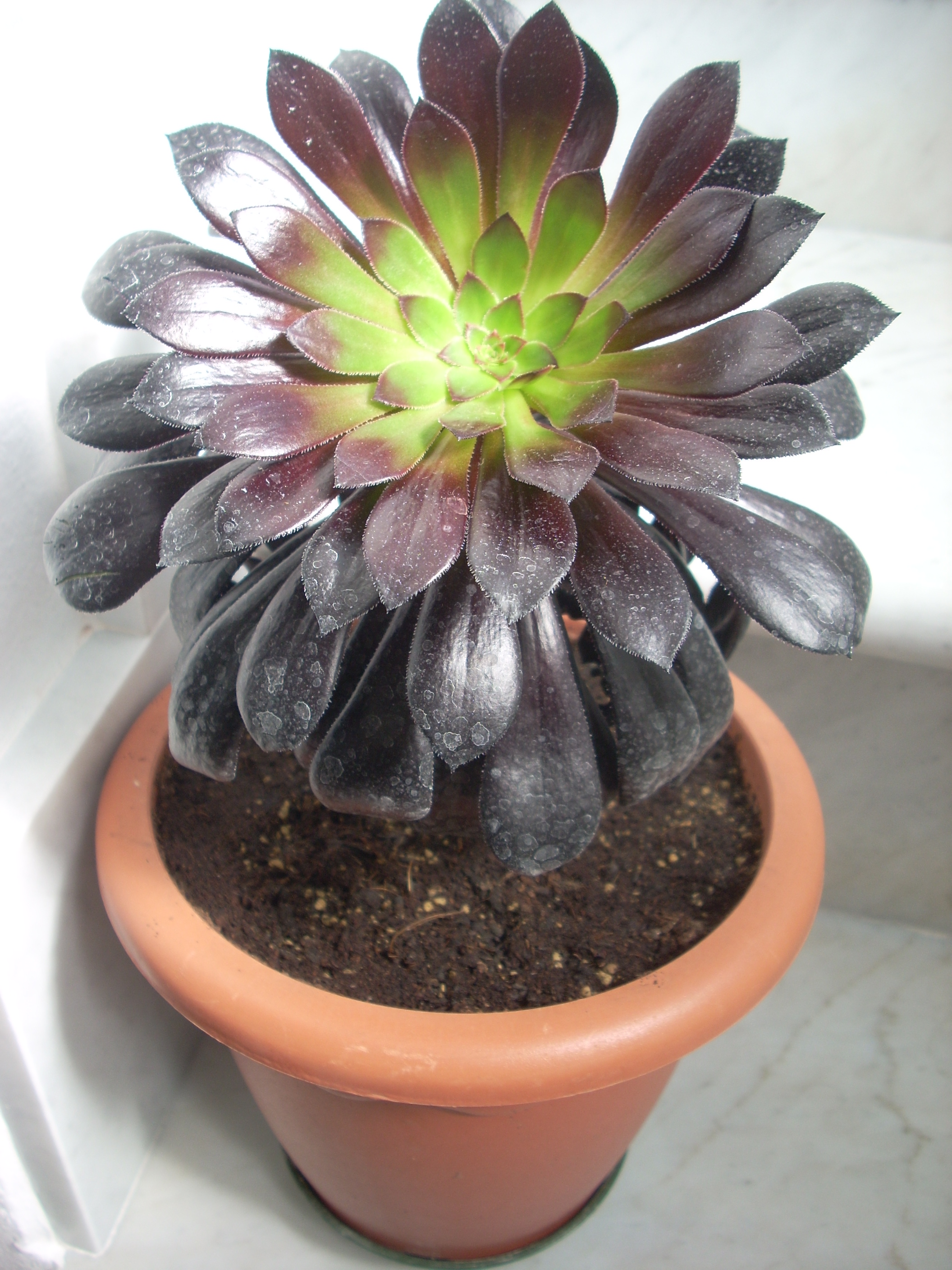 aeonium arboreum nigra.marz12