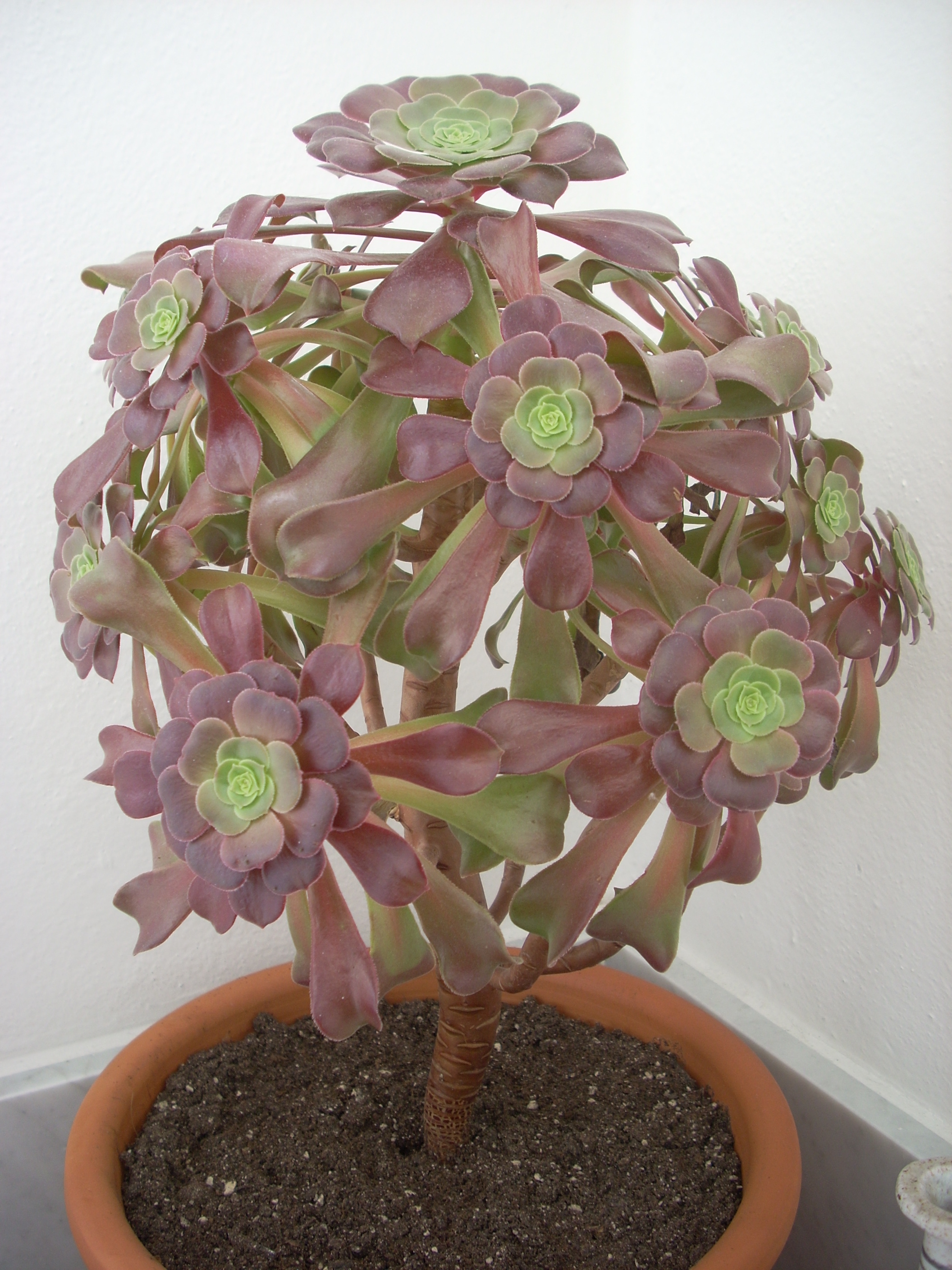 aeonium arboreum marzo12