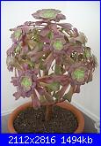 members/roby77/albums/le-mie-grasse/251882-aeonium-arboreum-marzo12.jpg