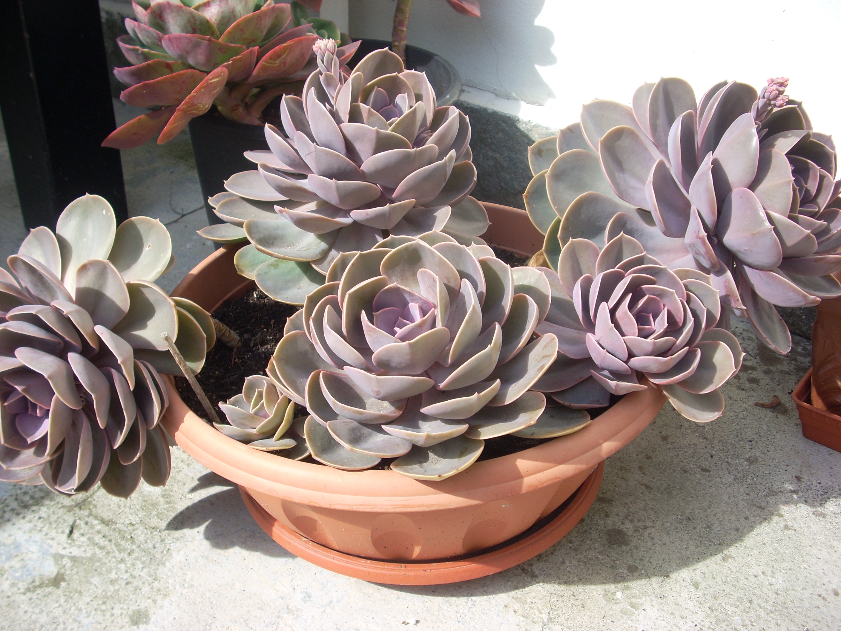 echeveria perle von nurnberg