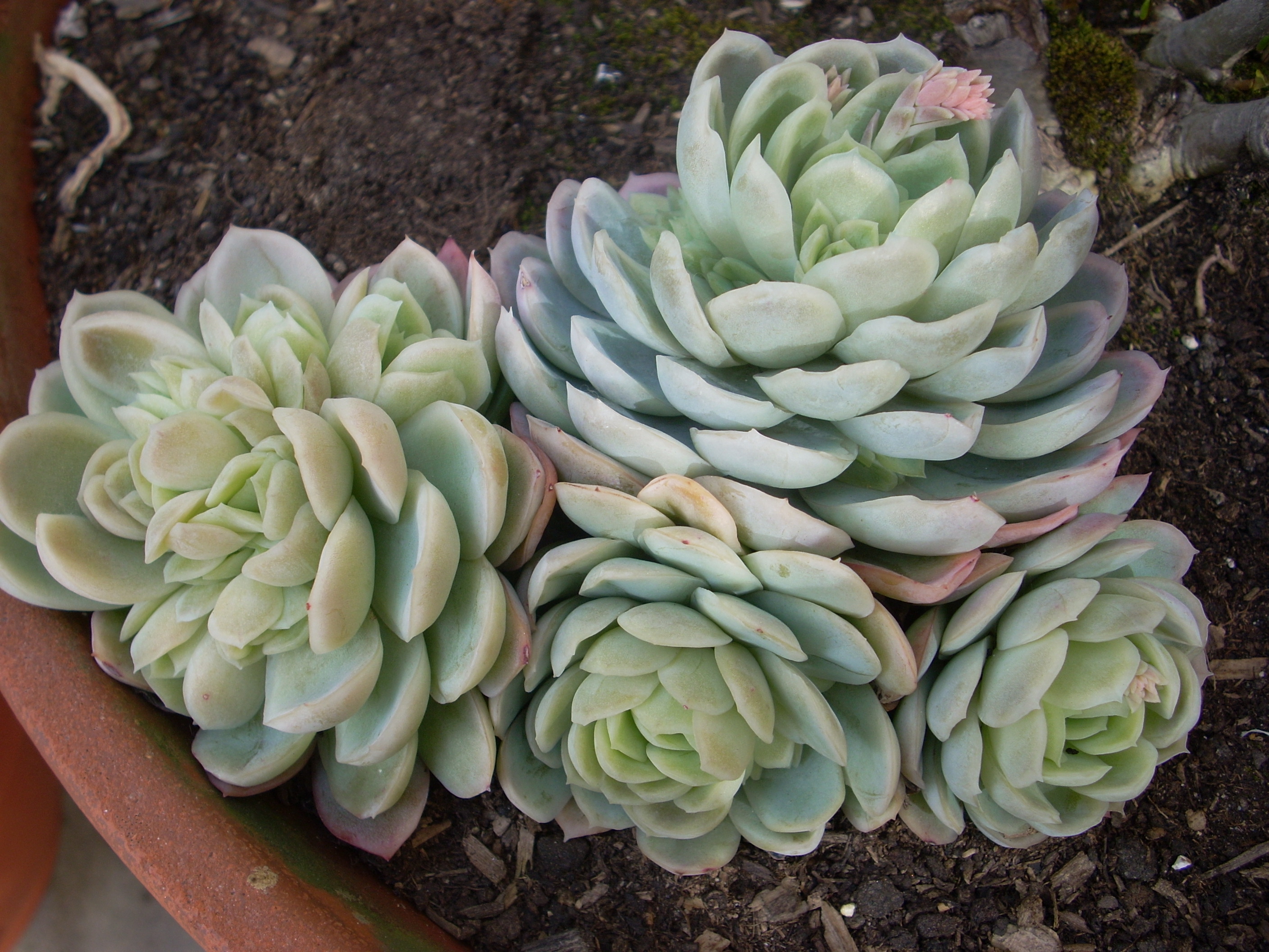 echeveria