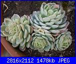 members/roby77/albums/le-mie-grasse/251887-echeveria.jpg