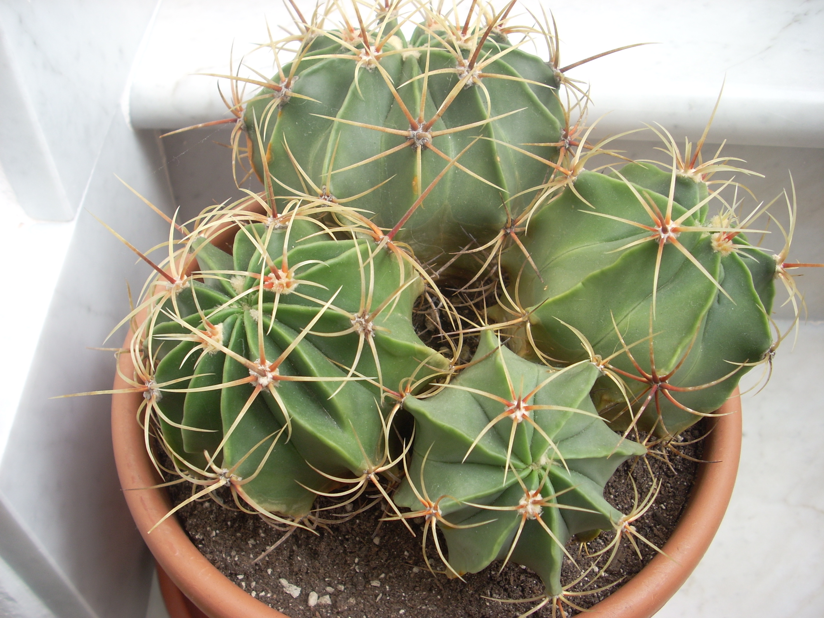 echinicactus.