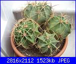 members/roby77/albums/le-mie-grasse/251888-echinicactus.jpg