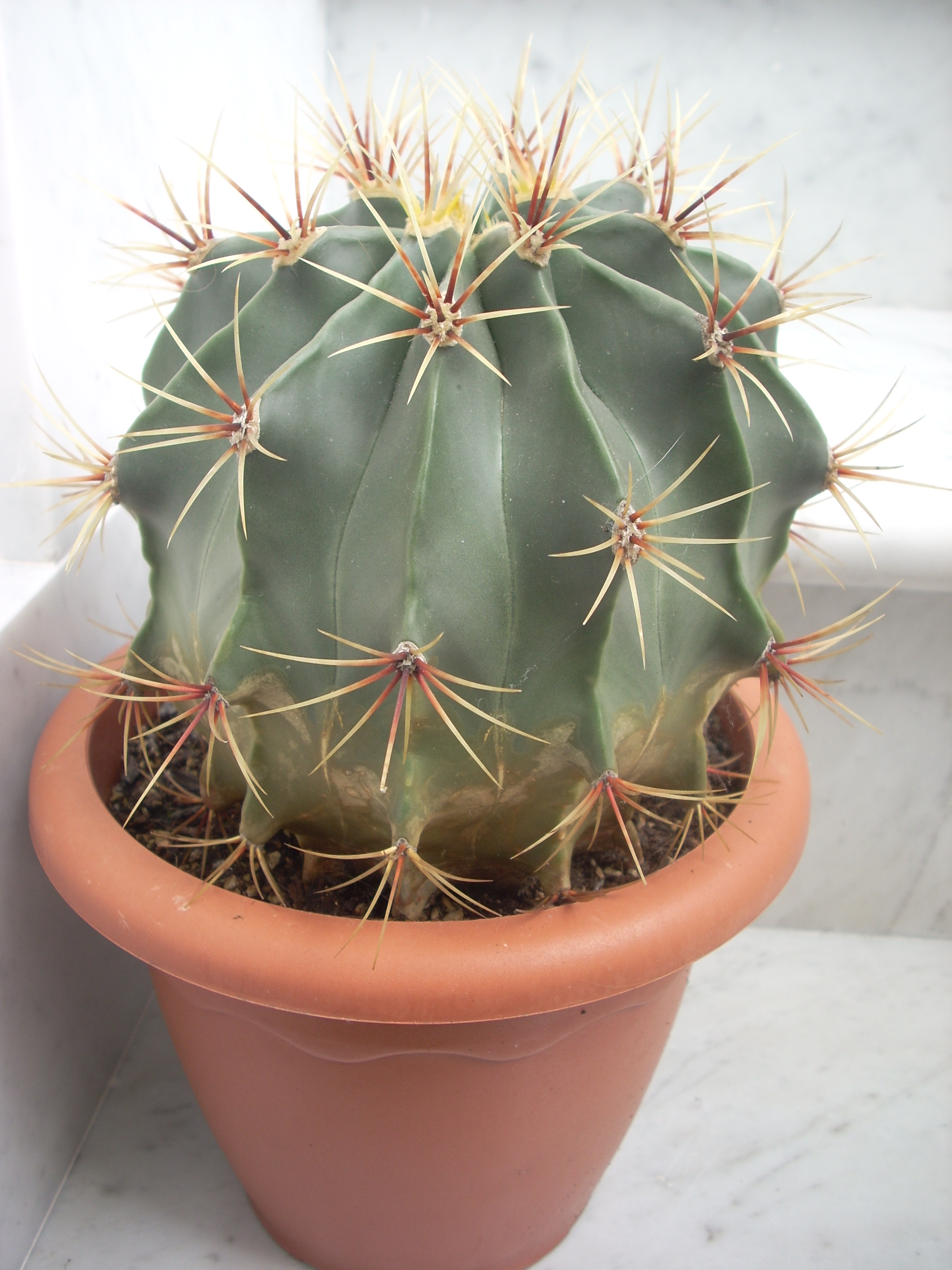 echinocactus..