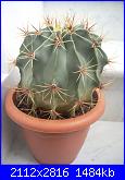 members/roby77/albums/le-mie-grasse/251889-echinocactus.jpg