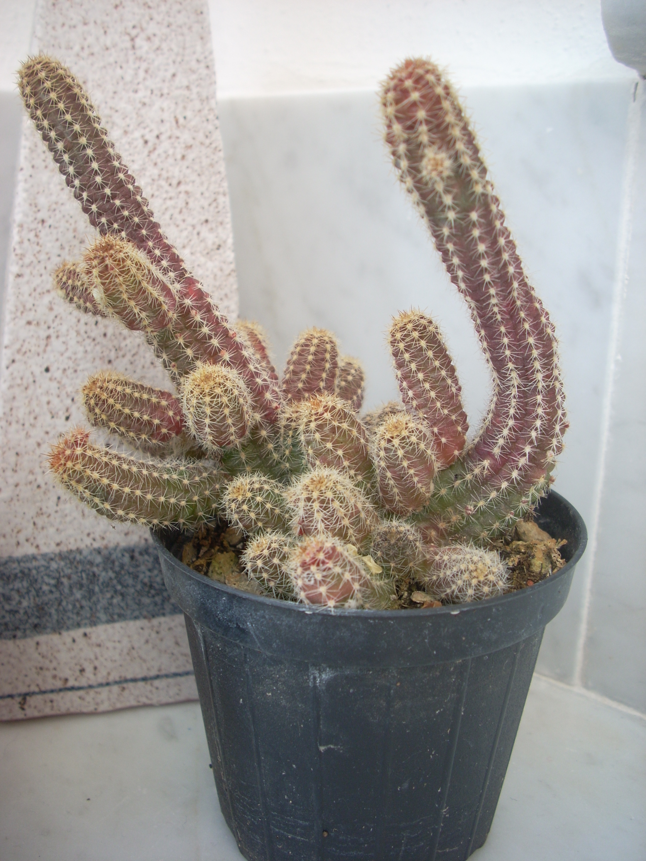 echinocereus pectinatus.