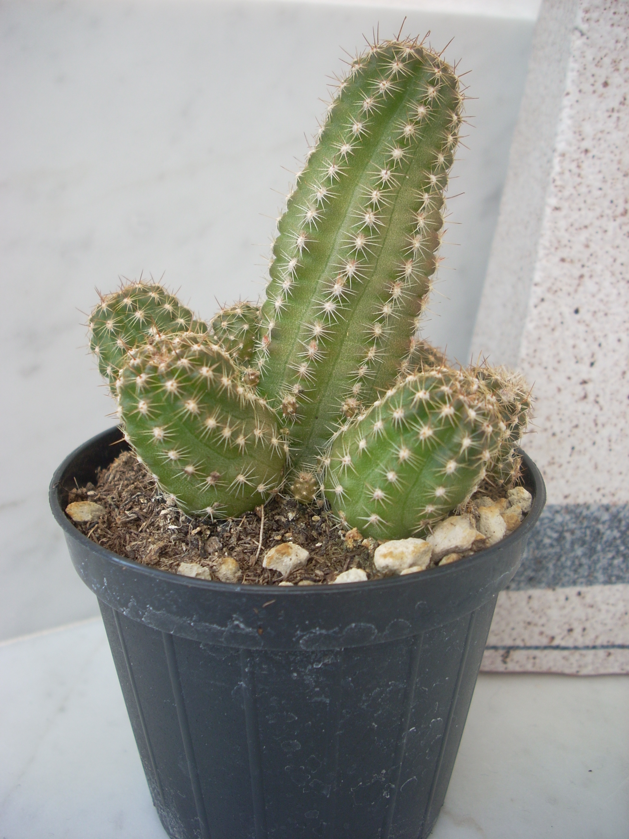 echinocereus sherii..