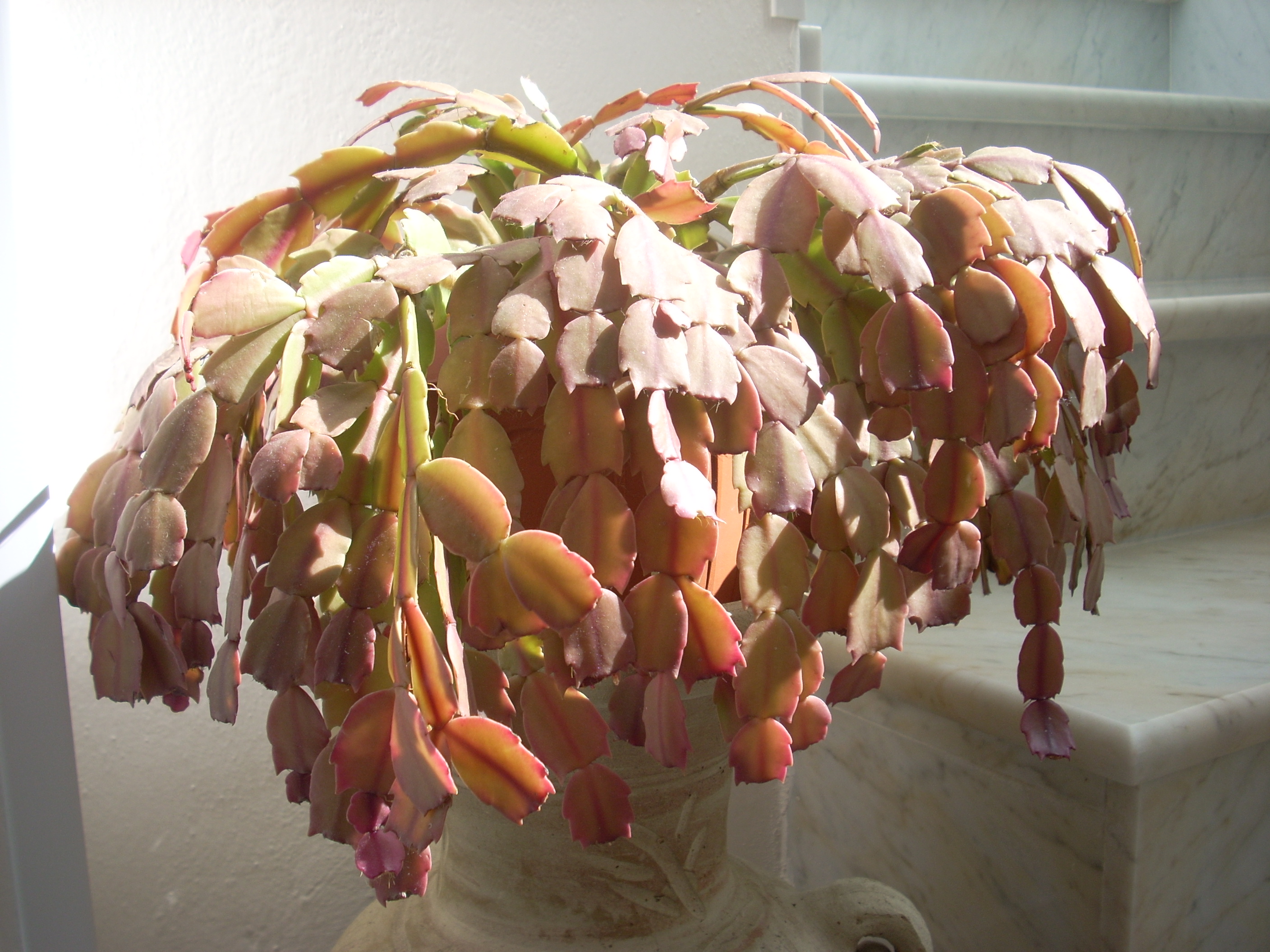 epiphyllum fiori fucsia