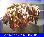 members/roby77/albums/le-mie-grasse/251892-epiphyllum-fiori-fucsia.jpg