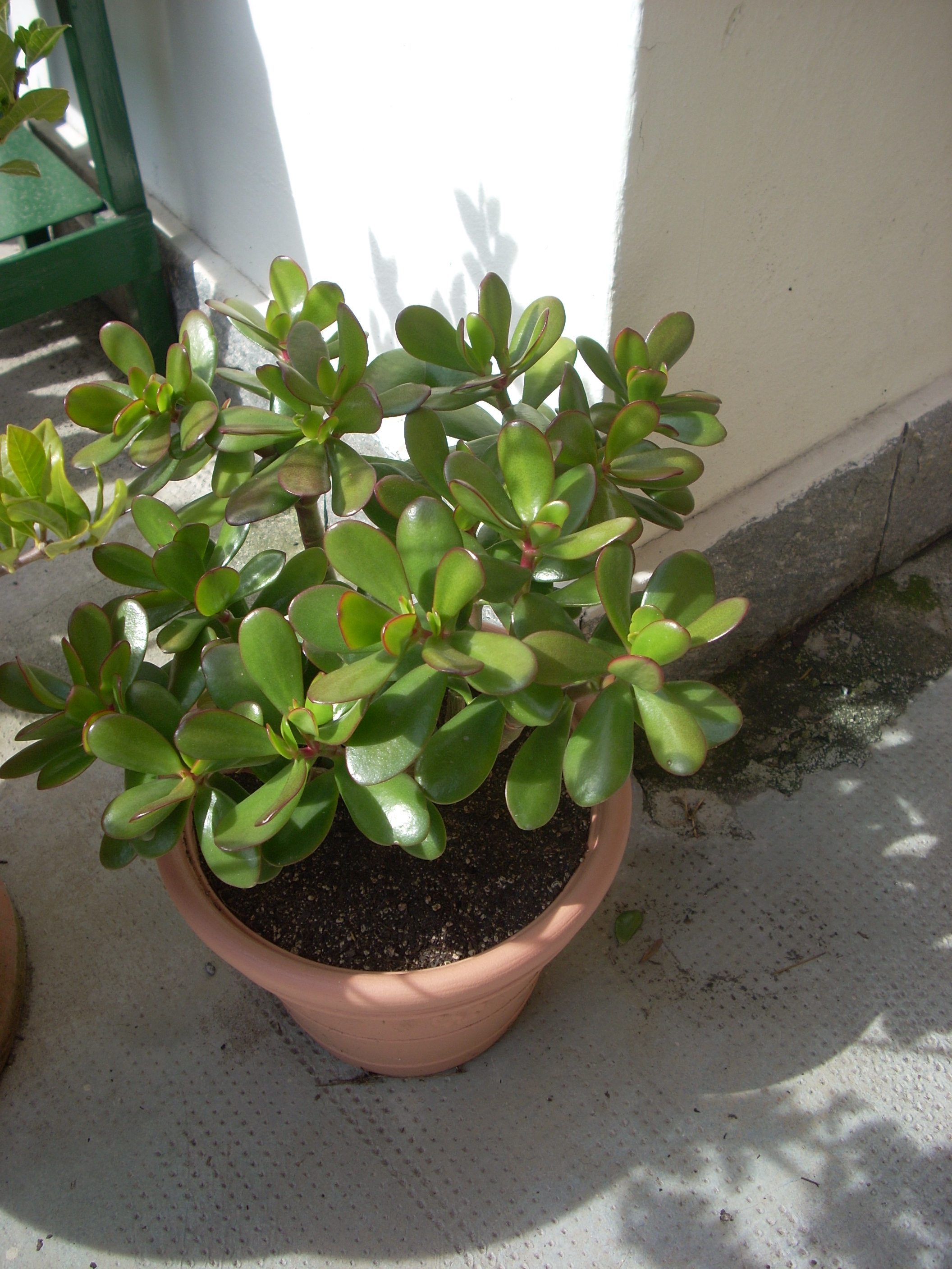 crassula