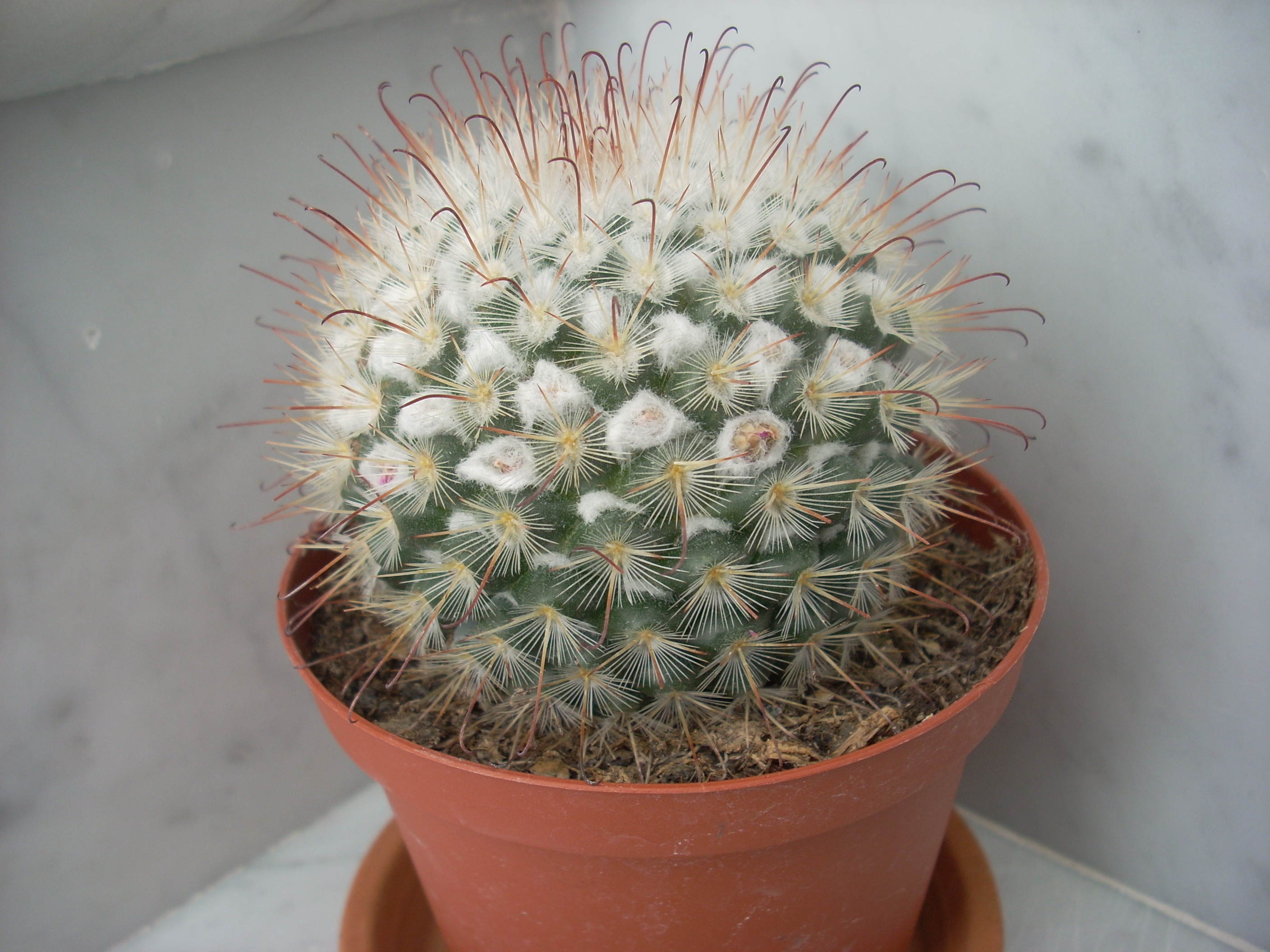 mammillaria.
