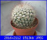members/roby77/albums/le-mie-grasse/251895-mammillaria.jpg