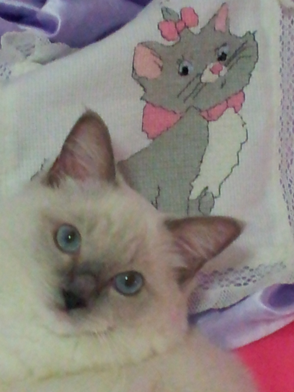 20121013 114334 (600x800)