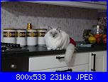 members/stefania_72/albums/la-mia-gatta-cristal/305151-img-3354-800x533.jpg