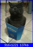 members/velenosa/albums/il-mio-gatto-dexter/318018-photo4.jpg