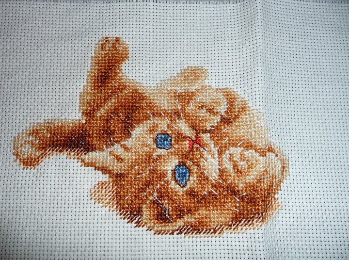 Gattino con schema DMC