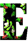 Immagine lettera E 
