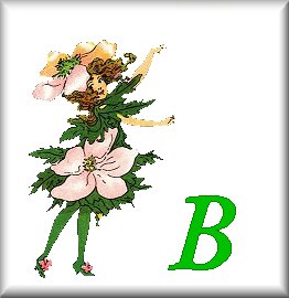 Immagine lettera B 