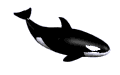 cetacei 13