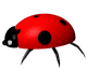 coccinelle 14