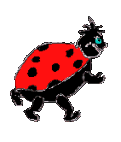 coccinelle 37