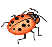 coccinelle 41