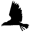 corvo 1