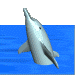 delfini 28