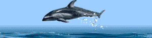 delfini 30