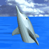 delfini 57