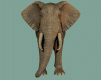 elefanti 106