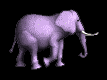 elefanti 108