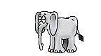 elefanti 110