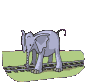 elefanti 116