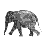 elefanti 132