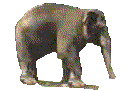 elefanti 137