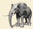 elefanti 159
