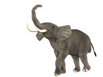 elefanti 194