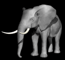 elefanti 206