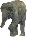 elefanti 247