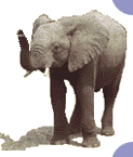 elefanti 269