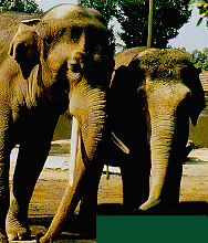 elefanti 350