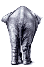 elefanti 357