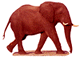 elefanti 45